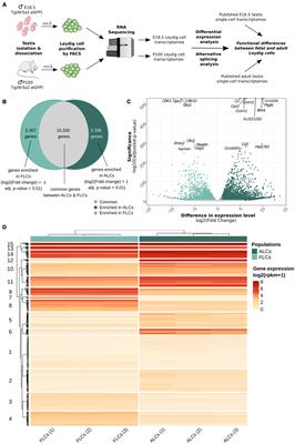 Specific Transcriptomic Signatures and Dual Regulation of Steroidogenesis Between Fetal and Adult Mouse Leydig Cells